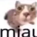 miau