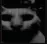 darkcat