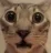 whar
