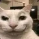 swagcat