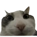 Cat Huh cat_huh Discord Emoji