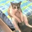 catishochilling