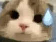 catQ catQ