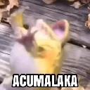acumalaka