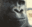 6740monkewhat
