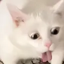 BLEHHH