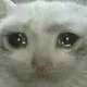 sadcat
