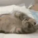 kit_loungin2