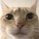 meow5