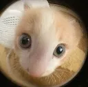 huh