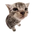 silly_cat1 Discord Emoji