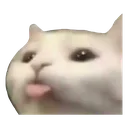 silly_cat2
