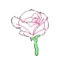 is_pink_rose