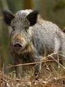 boar