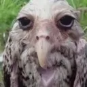 Druggle_dowl