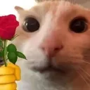 give_rose