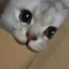 nomf nomf