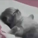 DeadCat