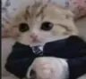 catbased