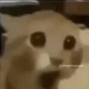 ragecat