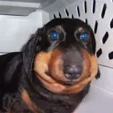 DogBeeOne DogBeeOne