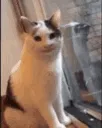 catgrin