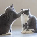 CatSlap CatSlap
