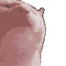 gattopazzo