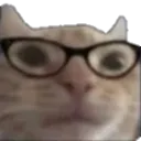 nerdcat