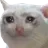 sadcat Discord Emoji