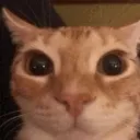 ultrakillcat