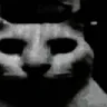 uncannycat uncannycat