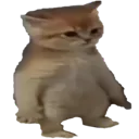 catstand