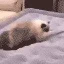 spinning_cat