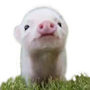 piglet