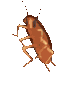 cockroach_dancing Discord Emoji