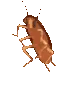 cockroach_dancing