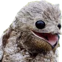 PotooPog