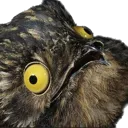PotooShock PotooShock
