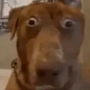 dawg_wtf