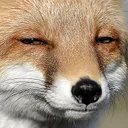 foxSus