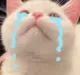 s_k_catcry