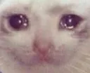 sadCat