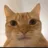 bruhcat