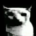 doomedcat
