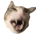Angycat AngyCat Discord Emoji