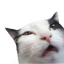 Confusedcat confusedCat Discord Emoji