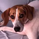 kandysdog