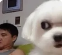 yz_dog_sideeye