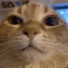 wuh